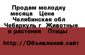 Продам молодку 4 месяца › Цена ­ 330 - Челябинская обл., Чебаркуль г. Животные и растения » Птицы   